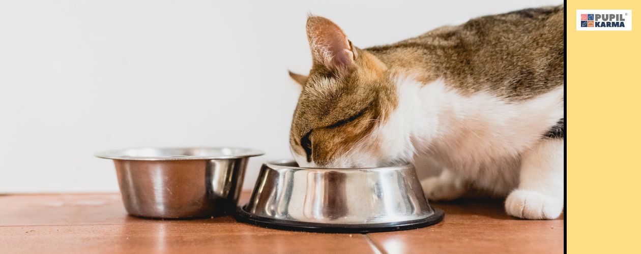 Dieta eliminacyjna. Zbliżenie na połowę kota z boku jedzącego z matalowej miski, obok której stoi druga metalowa miska. Po prawej żółty pasek i logo pupilkarma. 